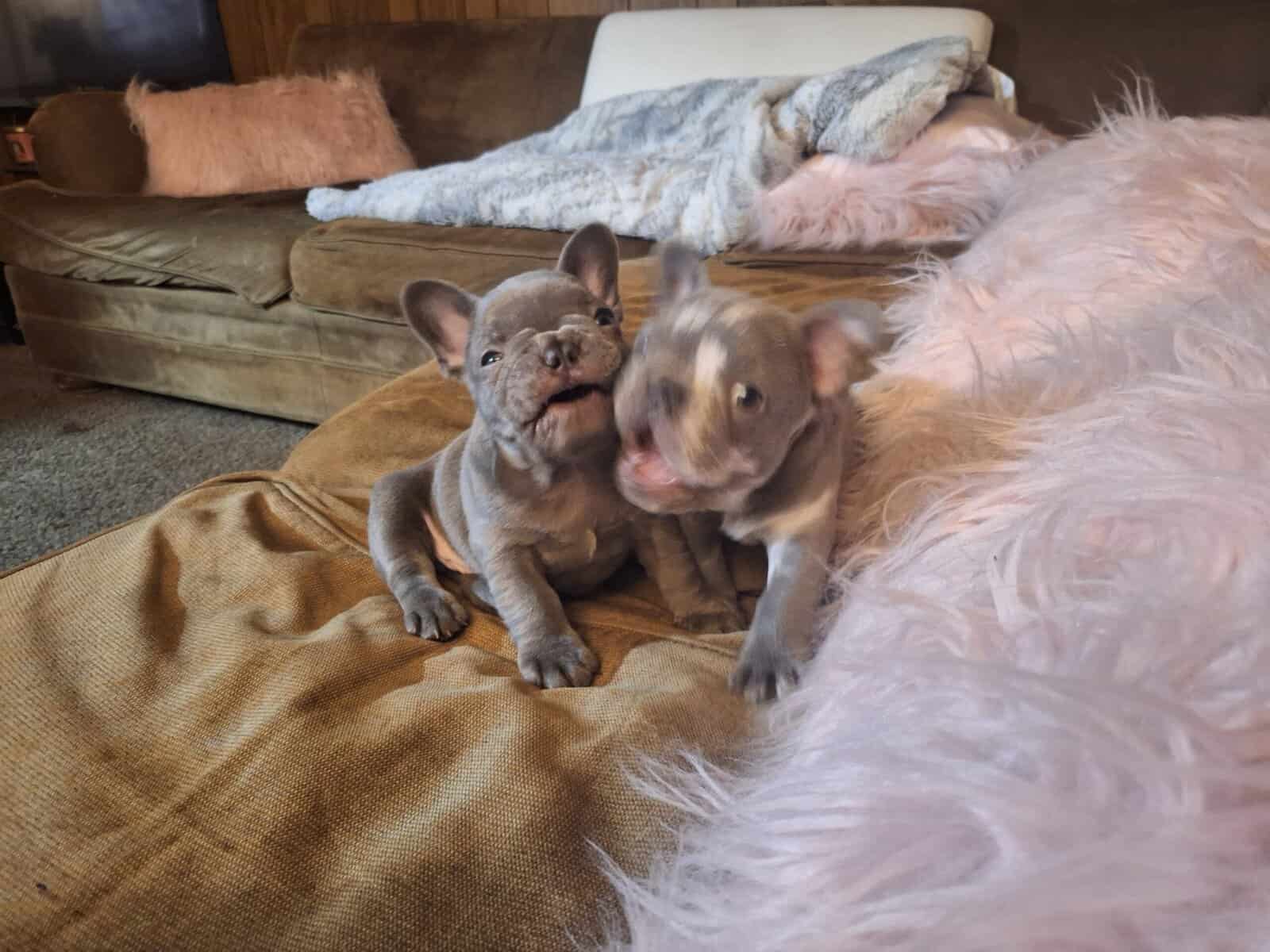French Bulldog image 1