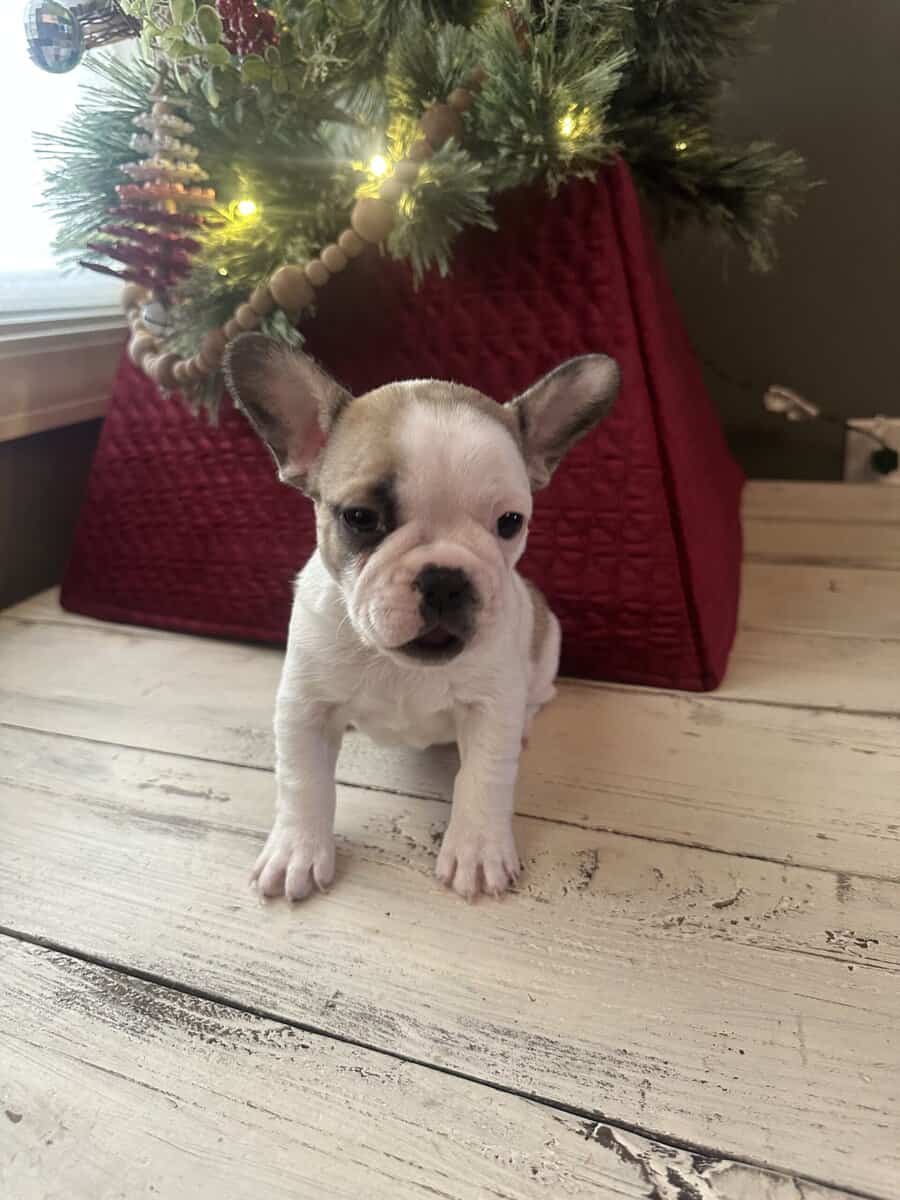 Pied frenchie image 2