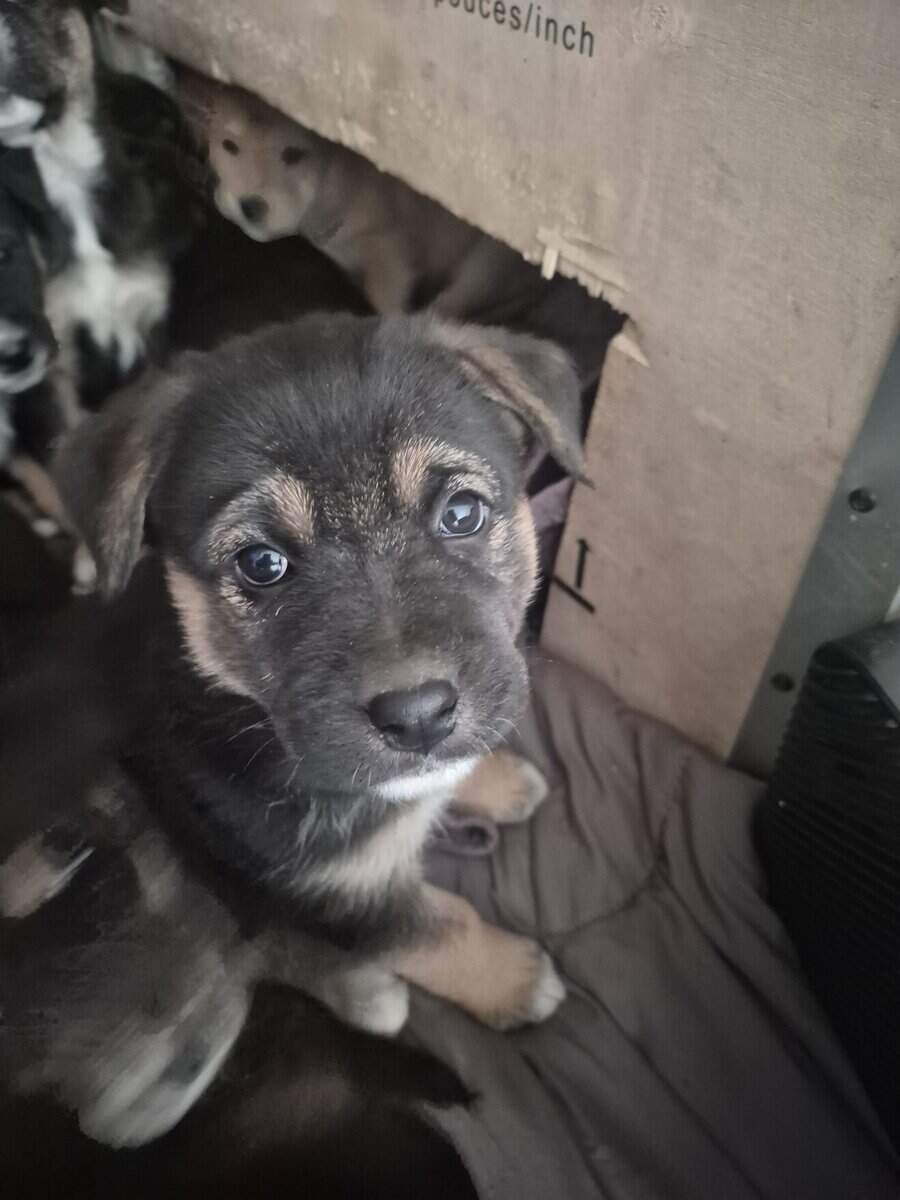 Blue Heeler Mom and German Shepherd Dad puppies image 8