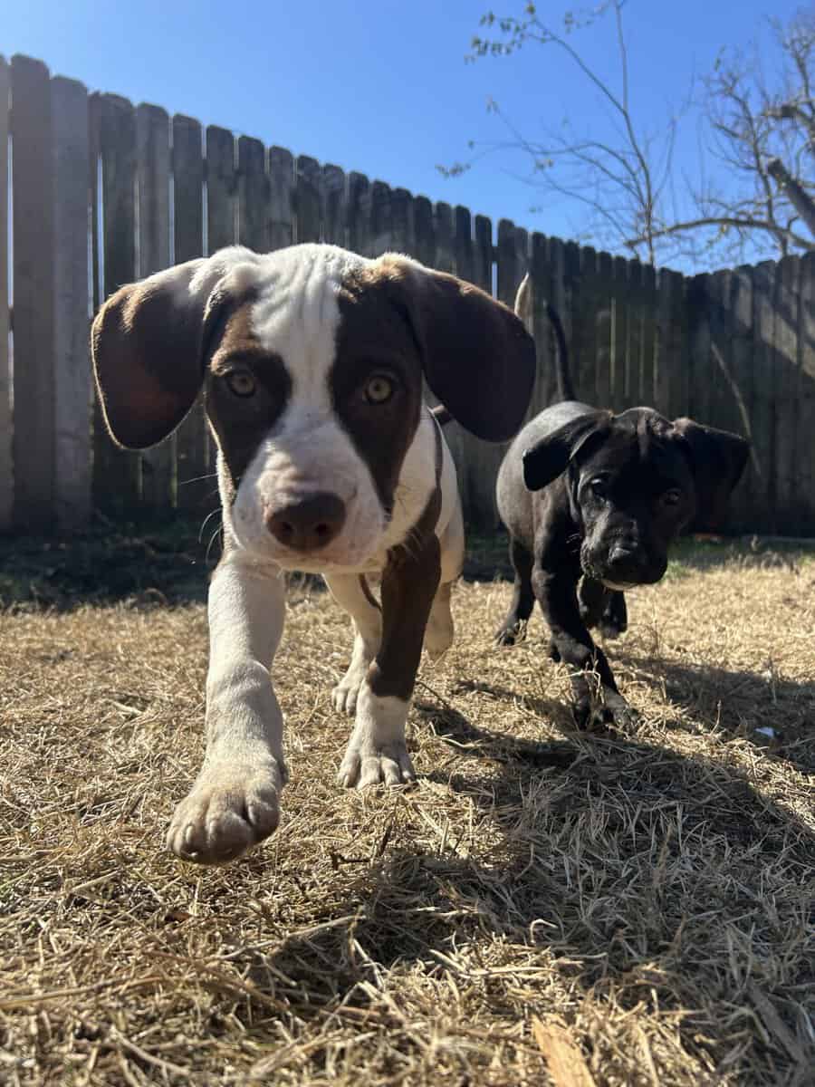 Pit & mix puppies image 1