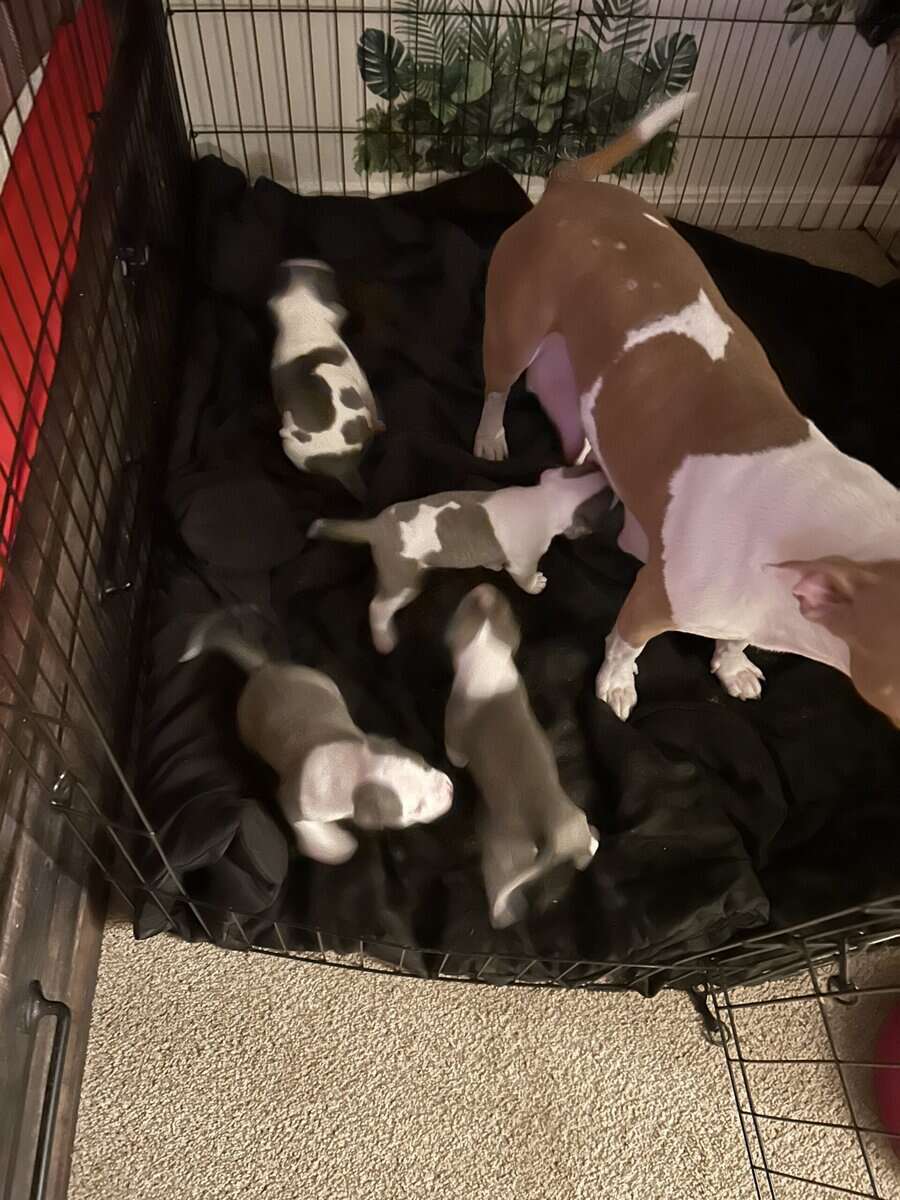 Puppies for rehoming image 5