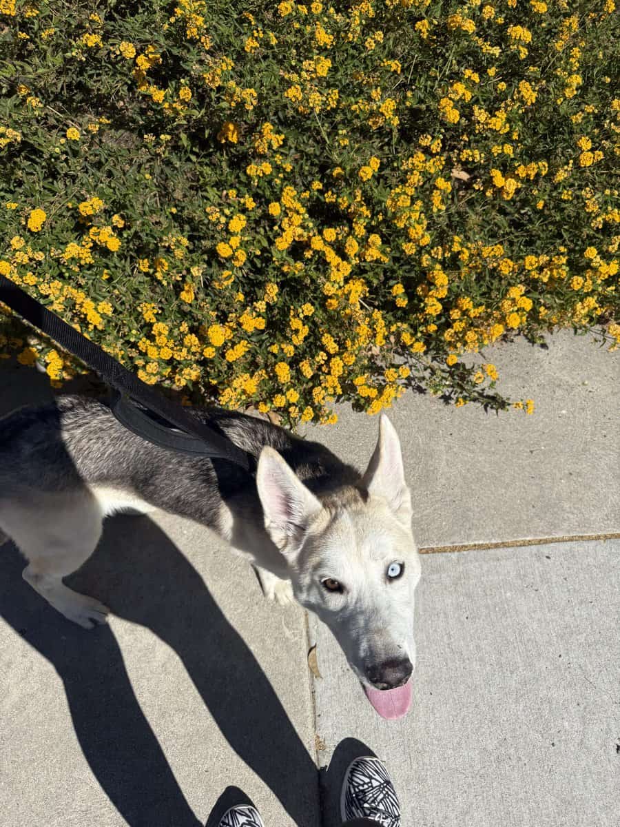 Please adopt Koa image 2