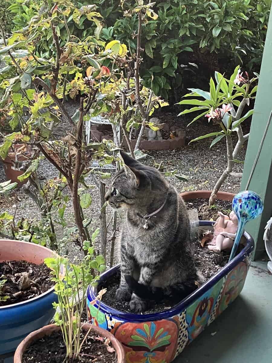I need to rehome a very special cat image 3