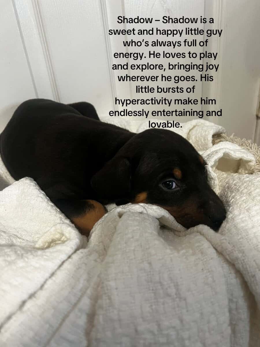 🔥 Rare Exotic Dober Bullies – Stunning Tri-Color image 24