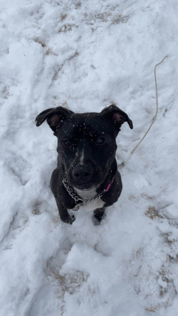 Puppy puddin pop image 19