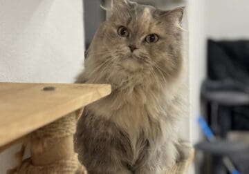 Beautiful long fur Scottish Straight female cat