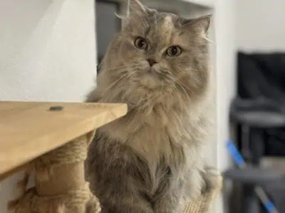 Beautiful long fur Scottish Straight femal &nbsp;...