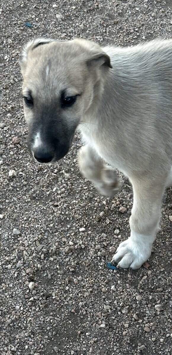 Borzoi-Greyhound Puppies image 8