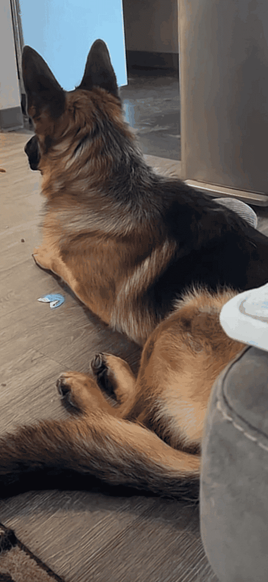 AKC German Shepherd puppies image 3