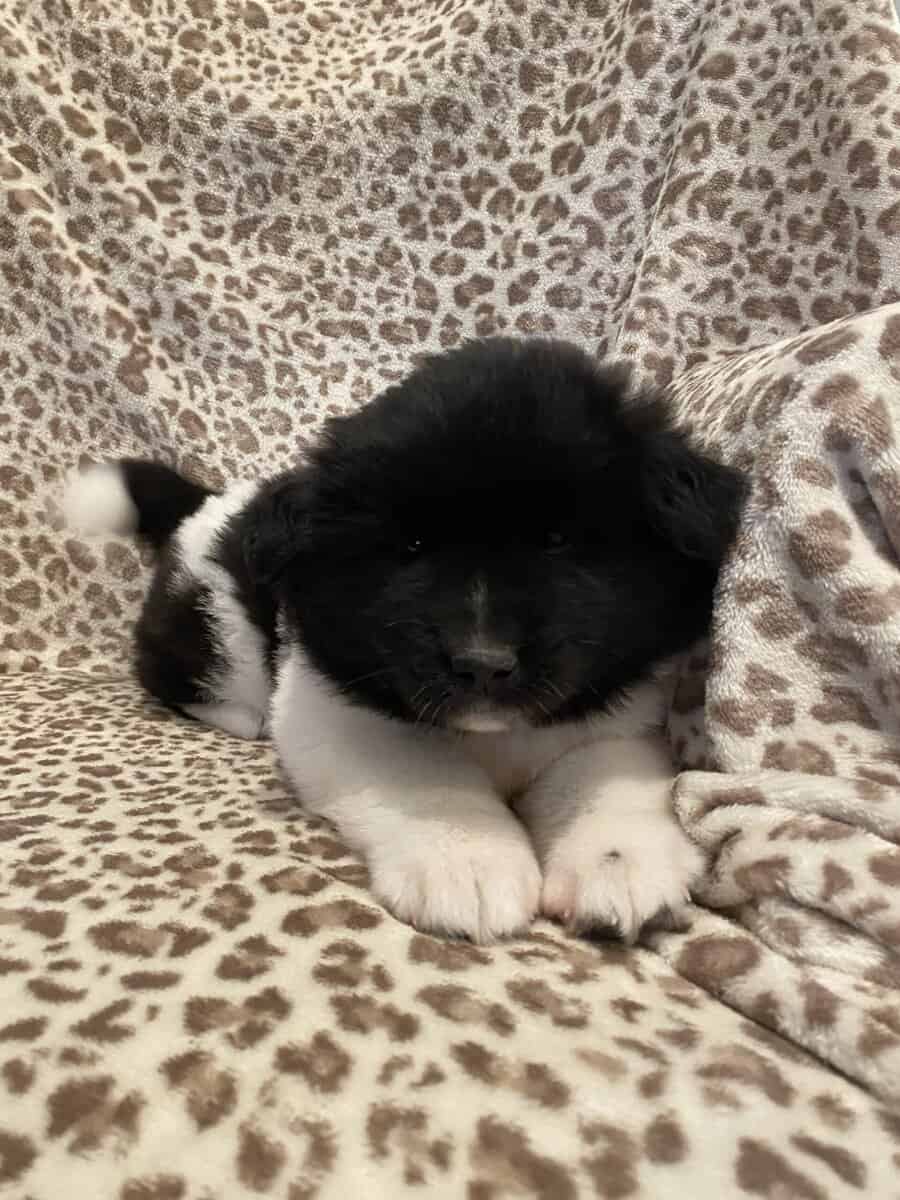 American Akita puppies image 4