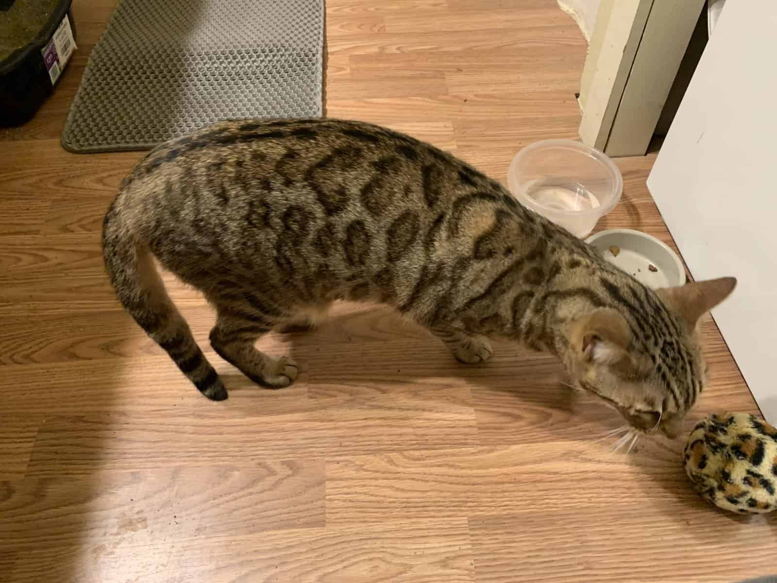 2 yr old female Bengal image 3