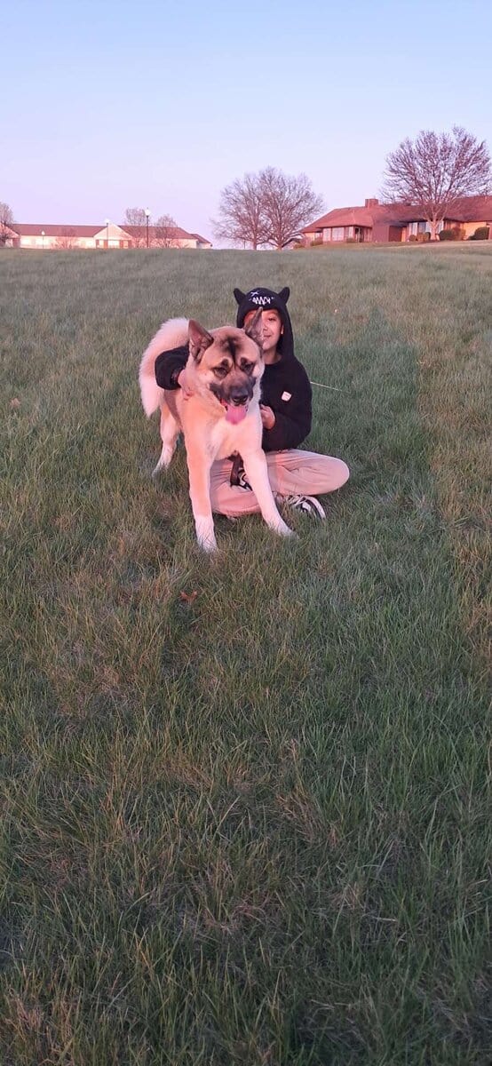 AKC American Akitas 300 image 9