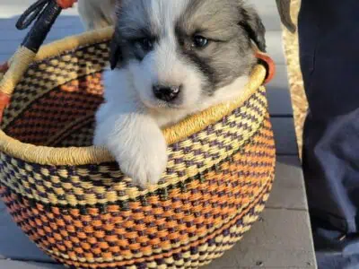 Anatolian Pyrenees livestock guardian