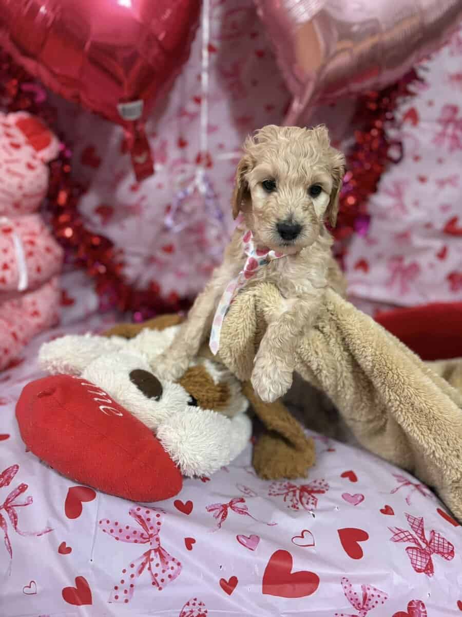 Goldendoodle Puippies image 7