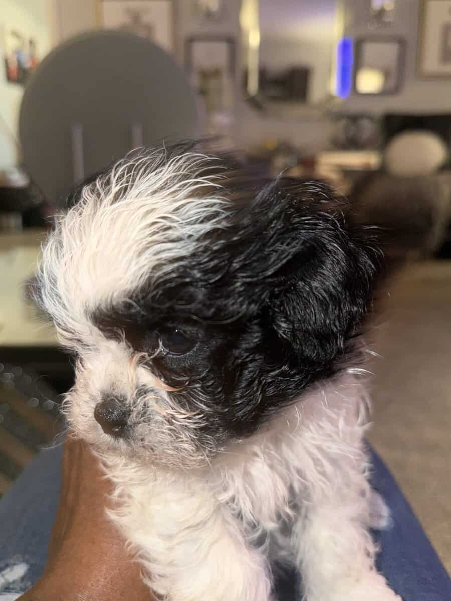 Adorable Teddy Bear Puppies image 8