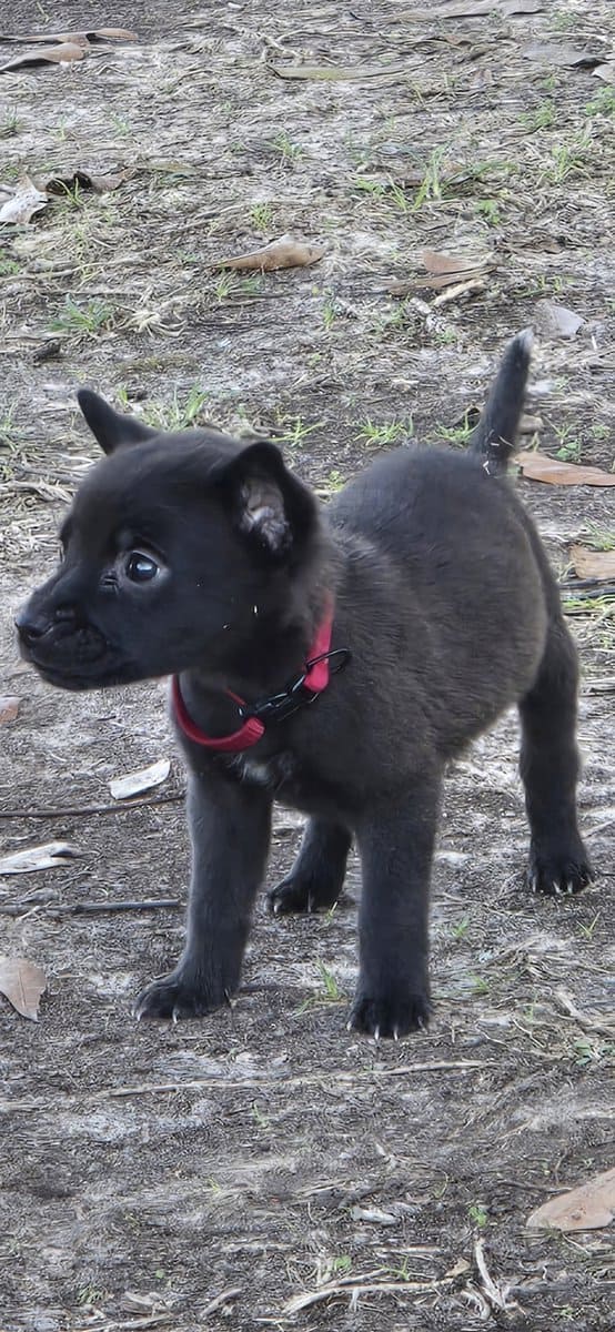 7 Week Old Female Puppy Blue Heeler and Blue Pitt image 2