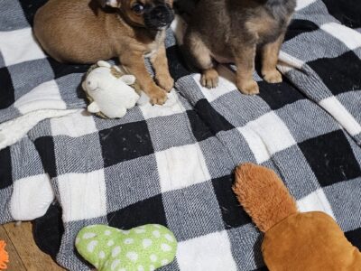 brusssel grif chi jack russell