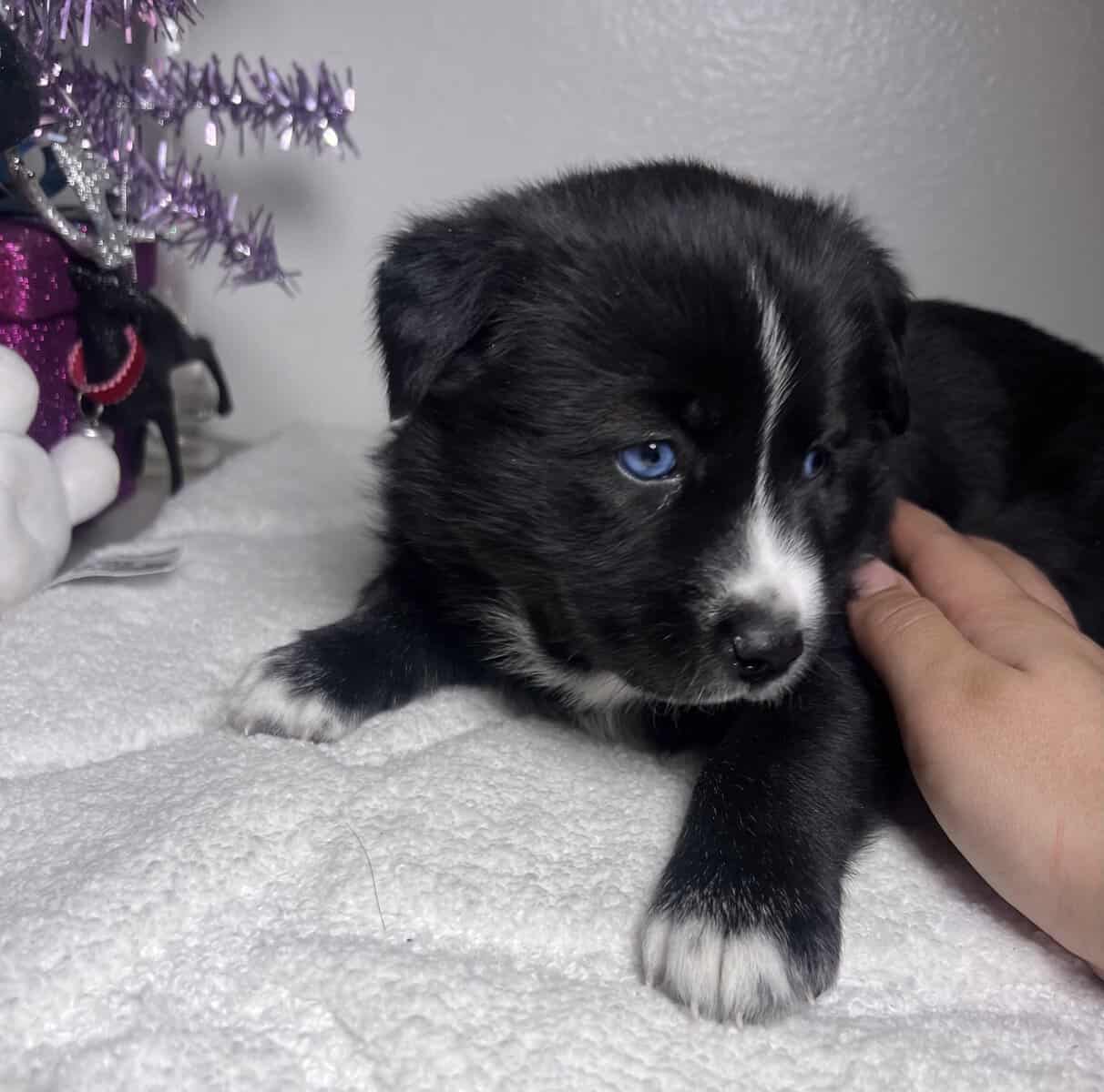 Pomsky Mix image 2