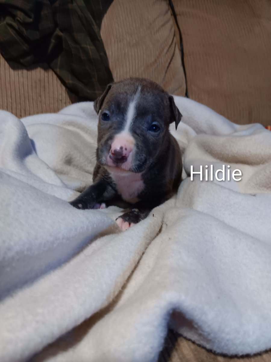 Pit bull puppies image 6