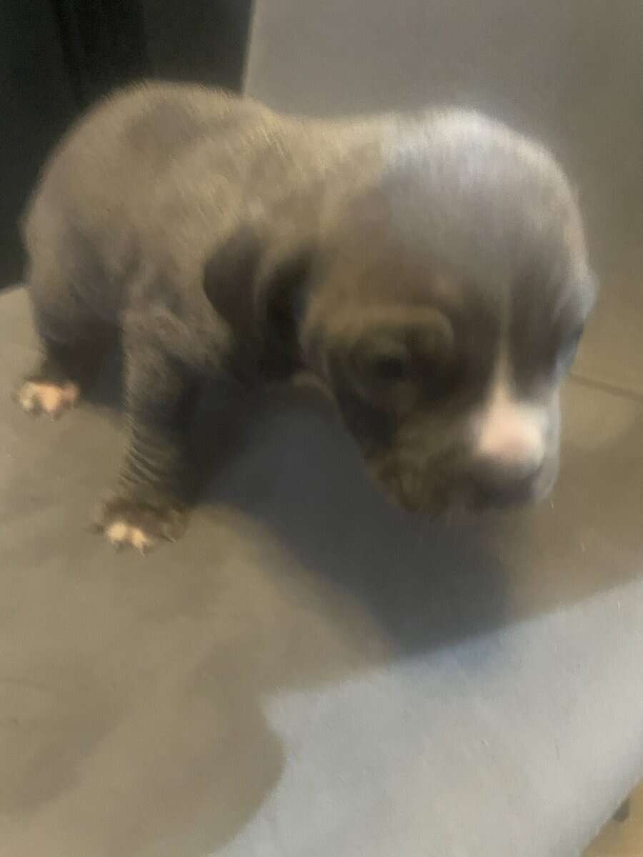Pitt bull puppies for sale image 3