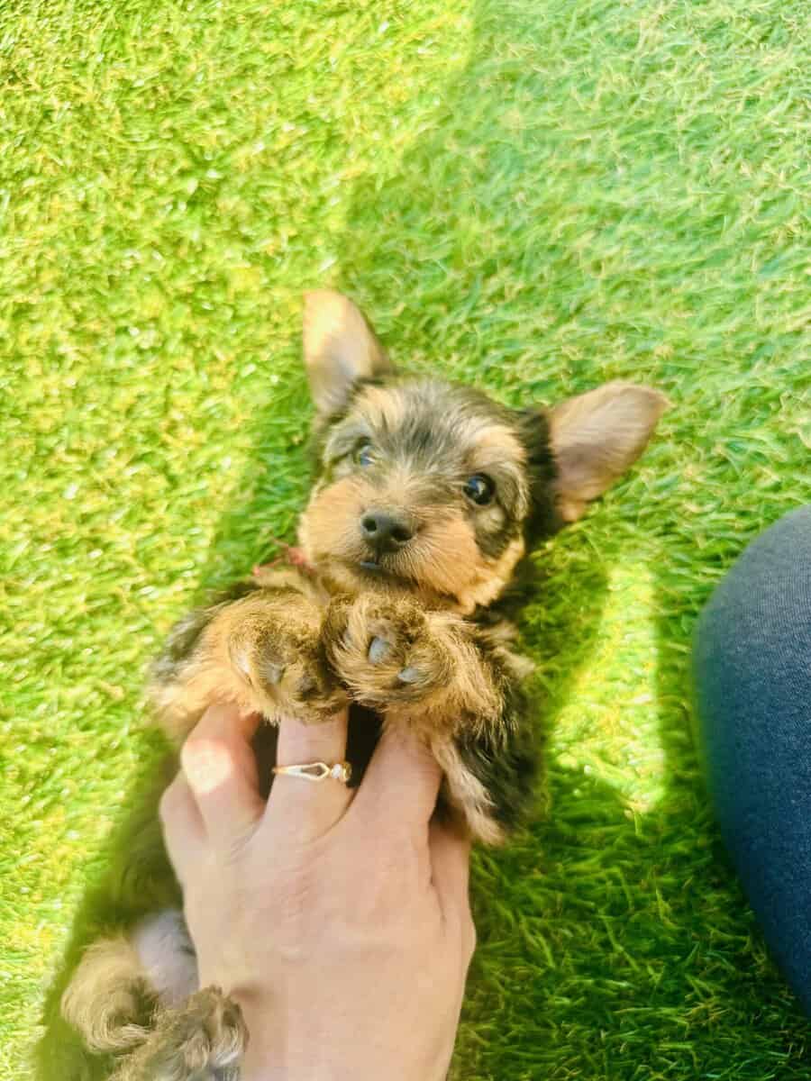 Adorable Yorkieshire Boy image 1