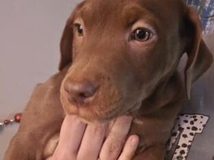 Australian Shepherd & Pit Mix