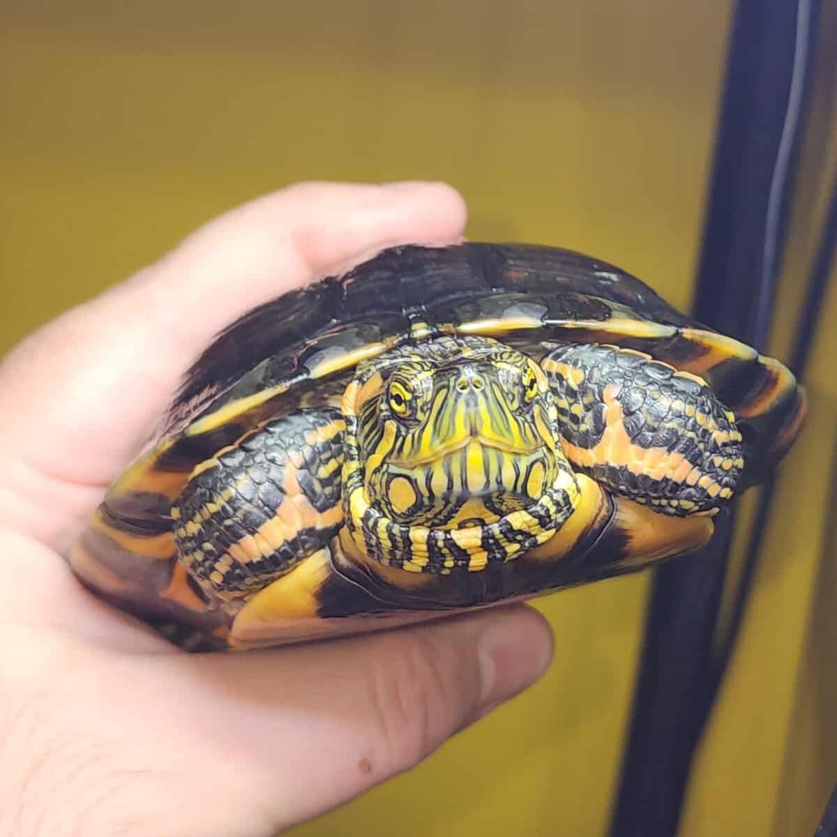 D'orbigny's slider turtle image 5