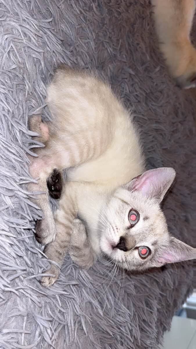 New Year's Eve bobtail image 3
