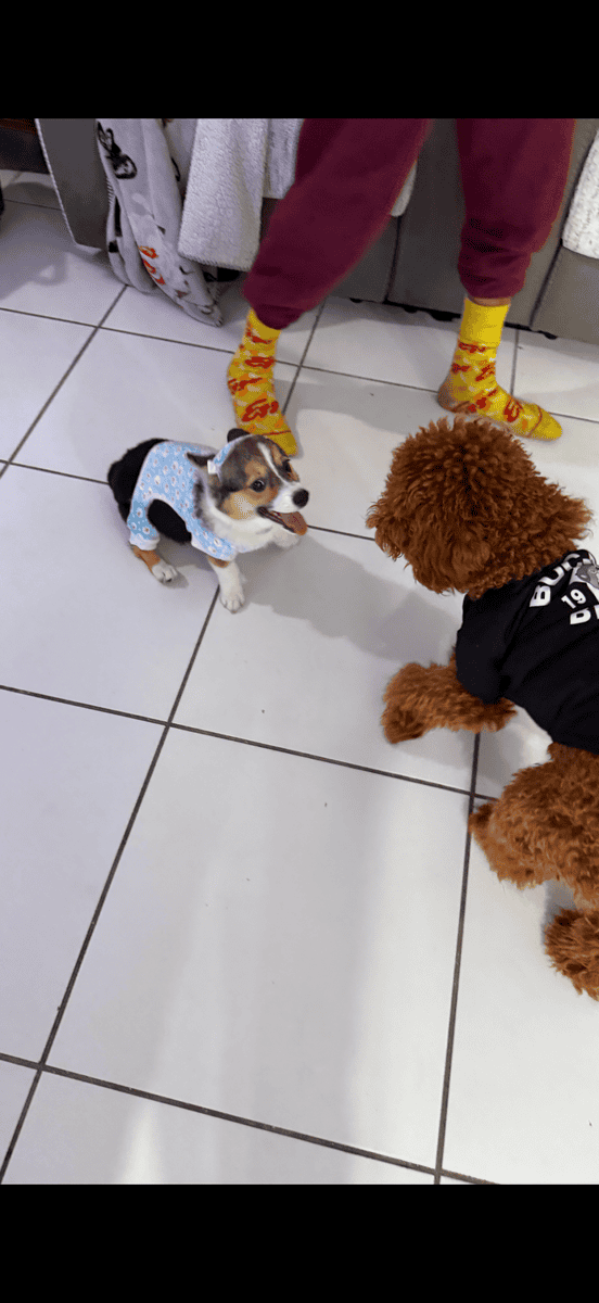 Corgi puppy image 4