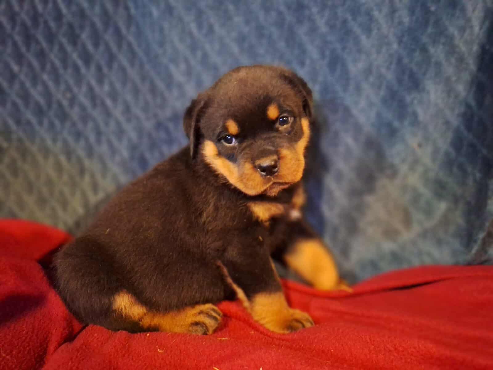 Girl Rottweiler Ready To Go image 3