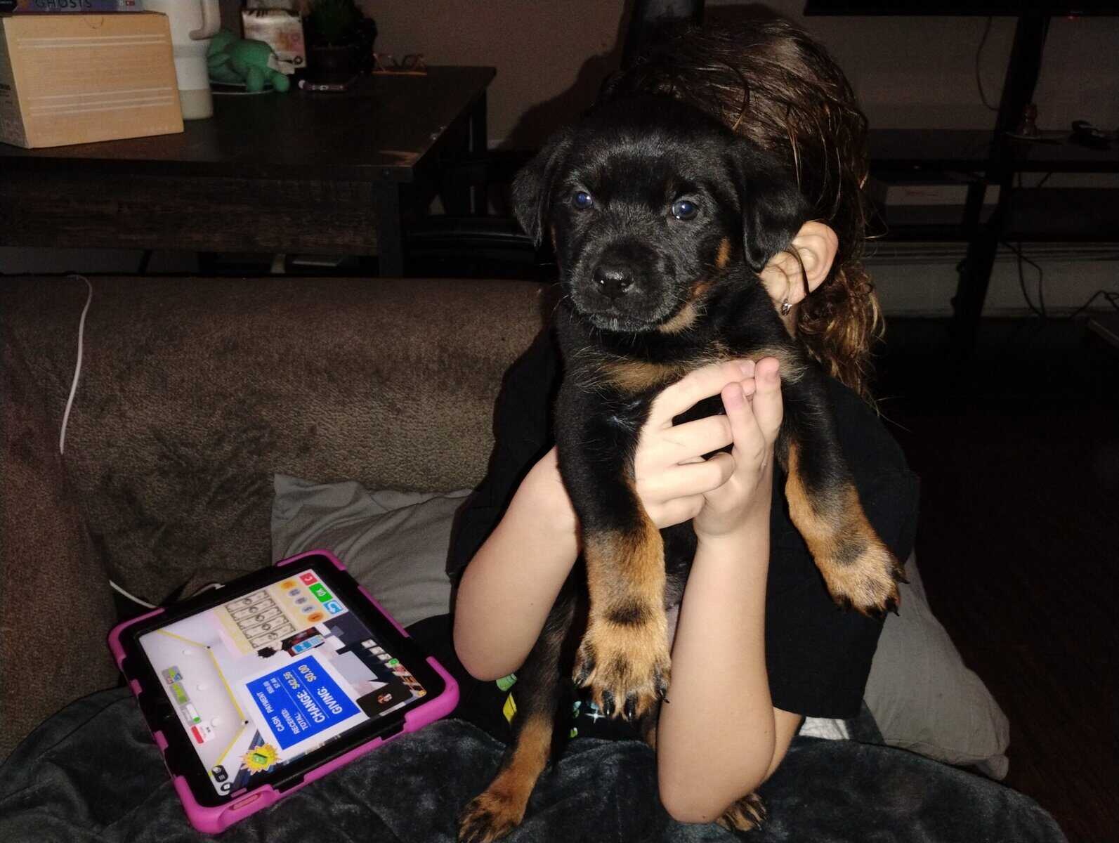 Rottweiler/ German Shepherd mix puppies image 4