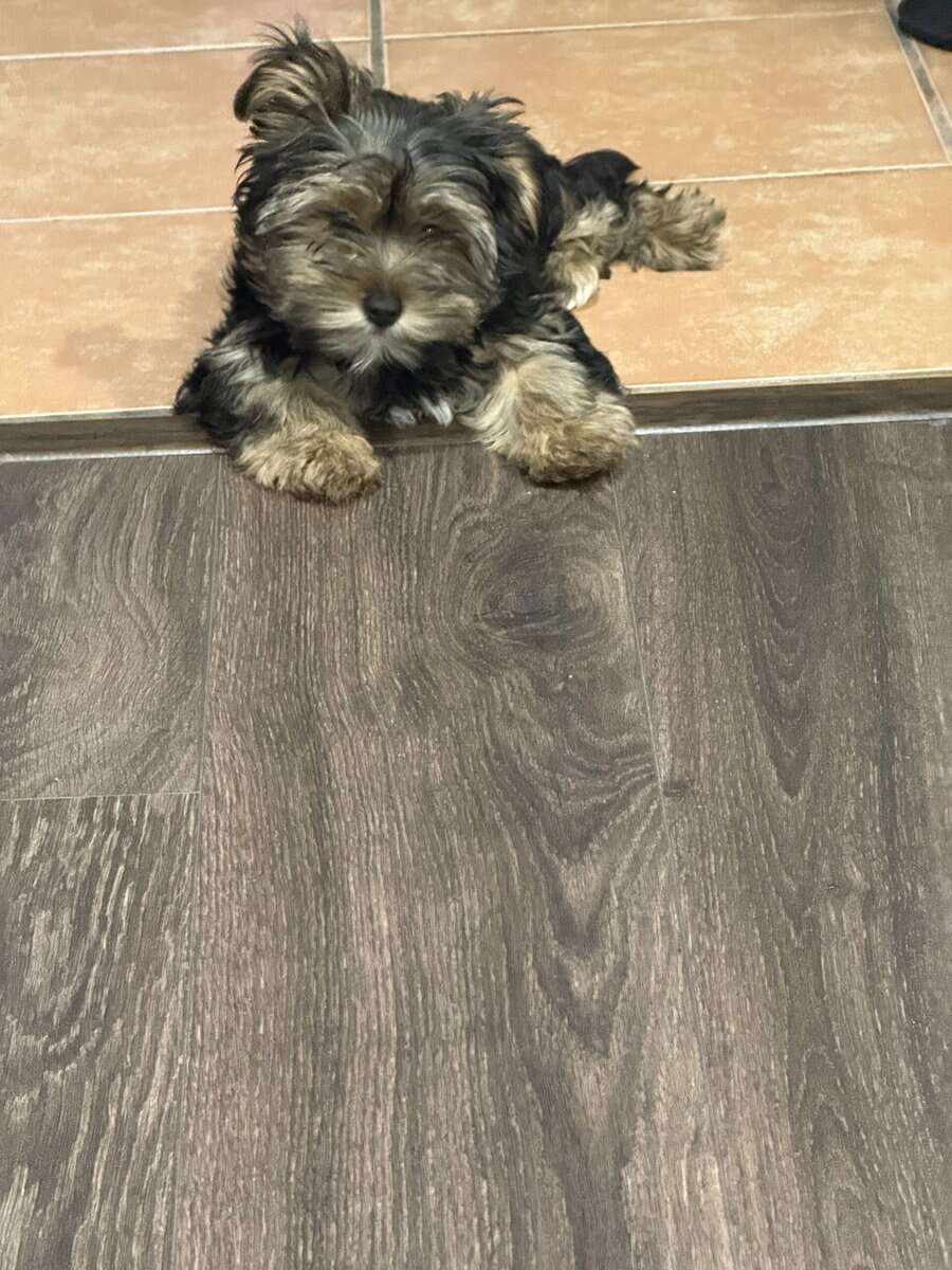3 month yorkie image 2