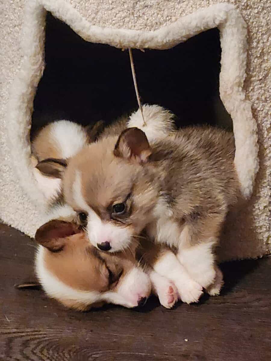 Corgi puppies image 5