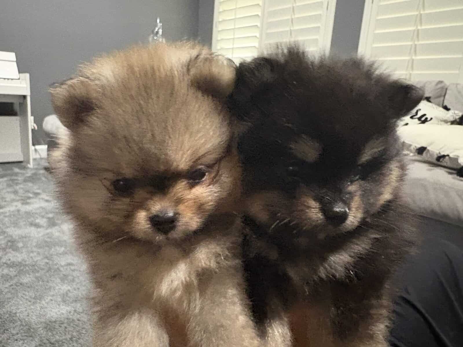 Pomeranian pups image 4