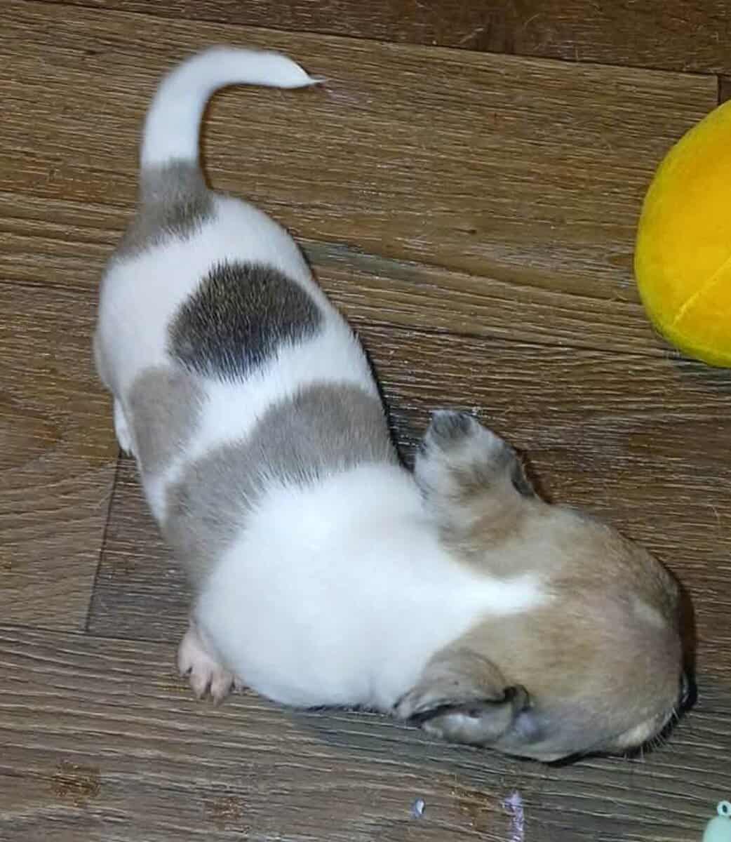 Stunning different colors merle piebald male chihu image 5