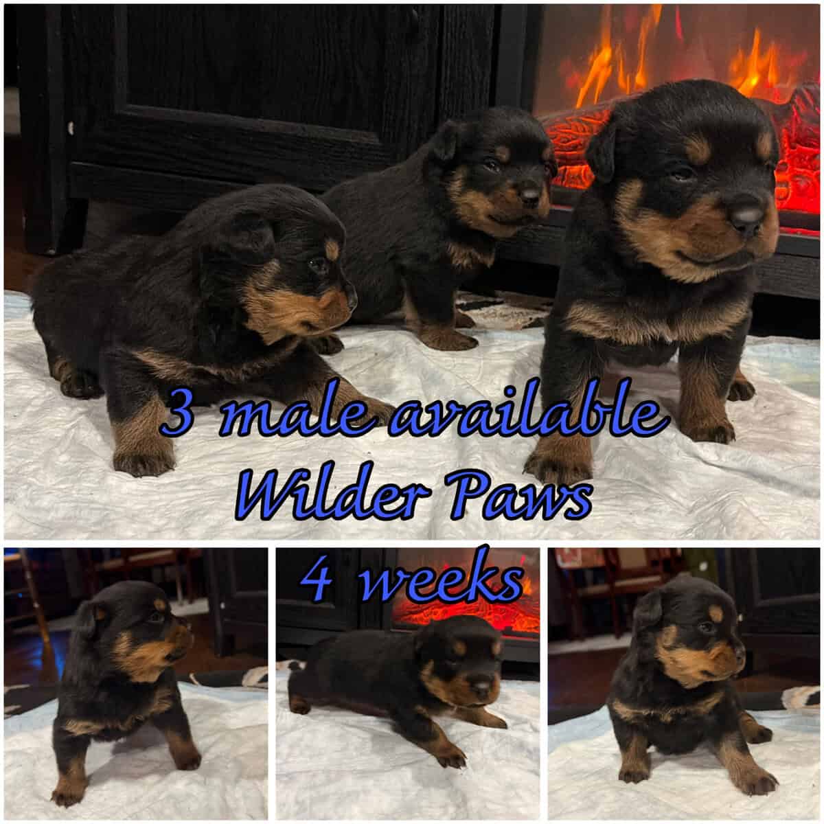 Ready AKC Rottweiler Puppies, no deposit image 2