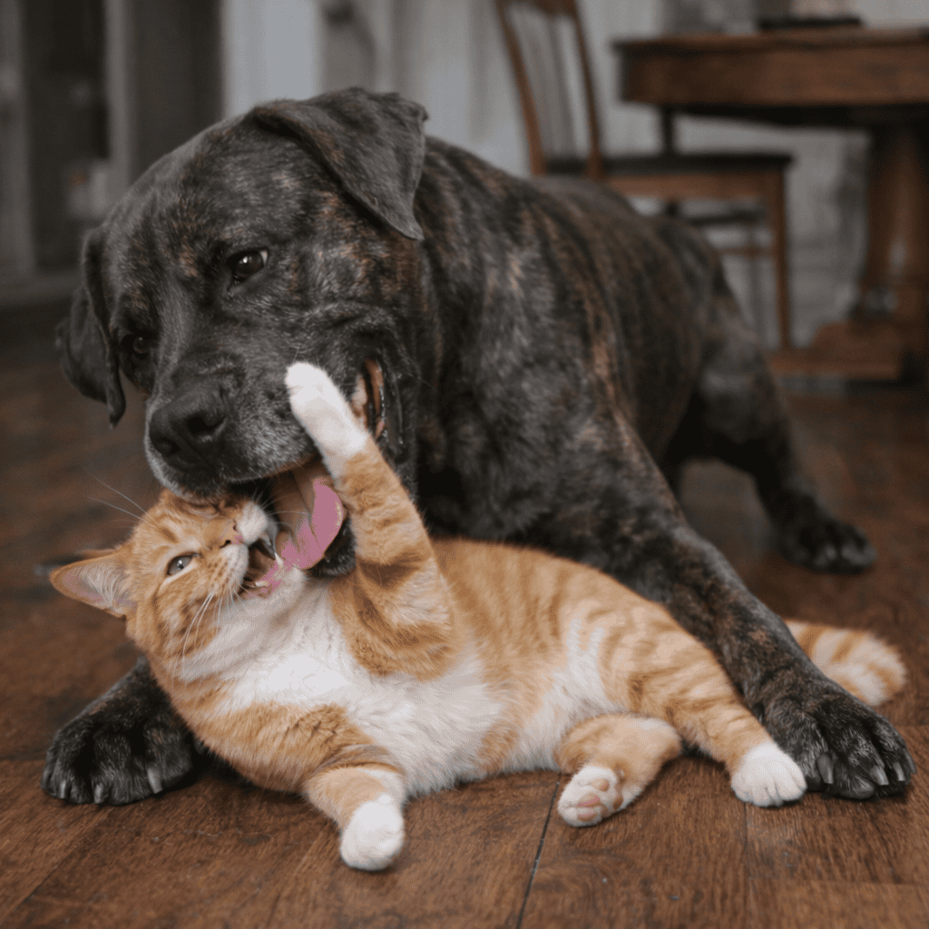 Meet Shadow: a giant goofball with a soft heart image 1
