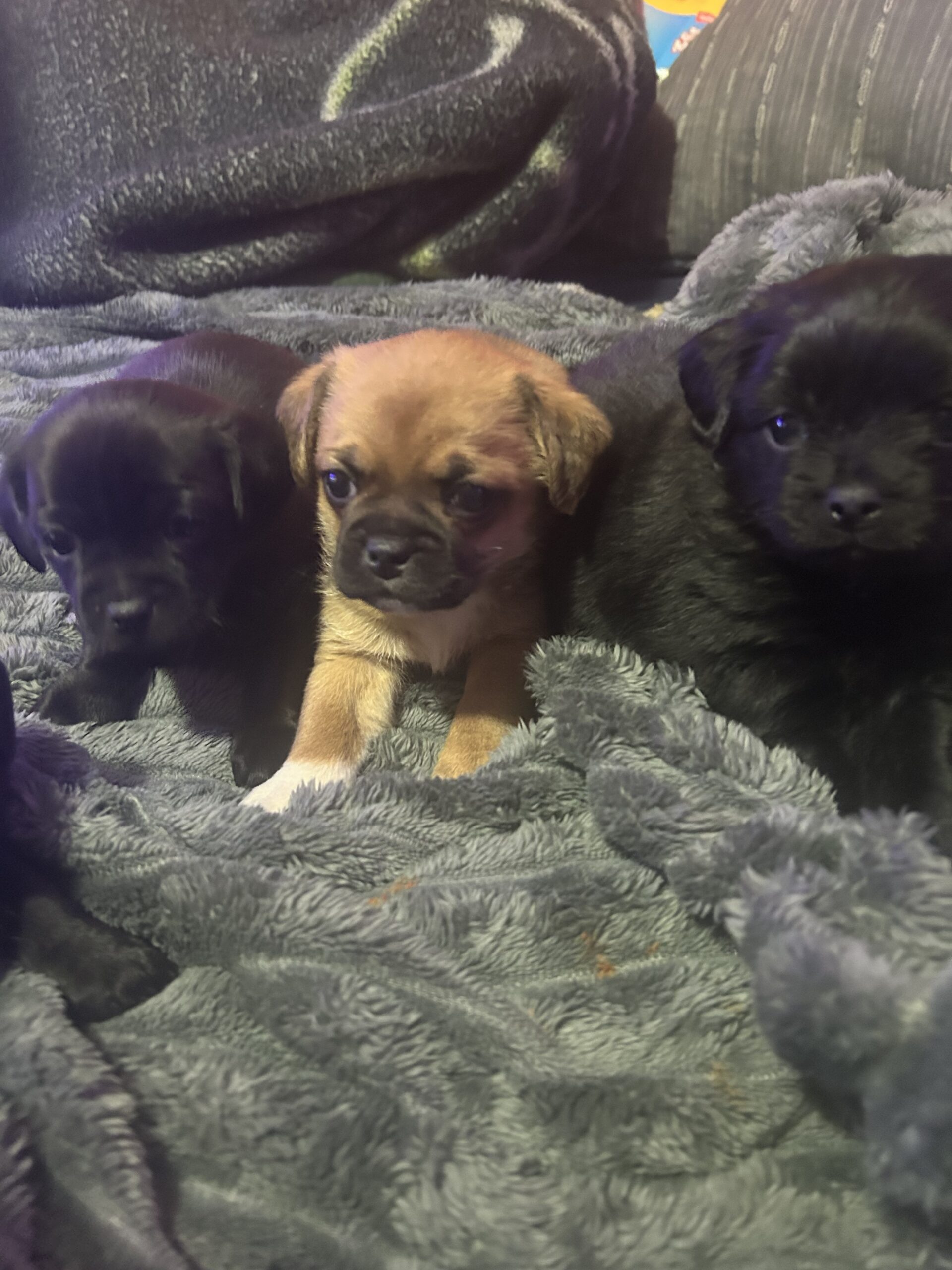 Puppy’s for sale puppy puppies image 9