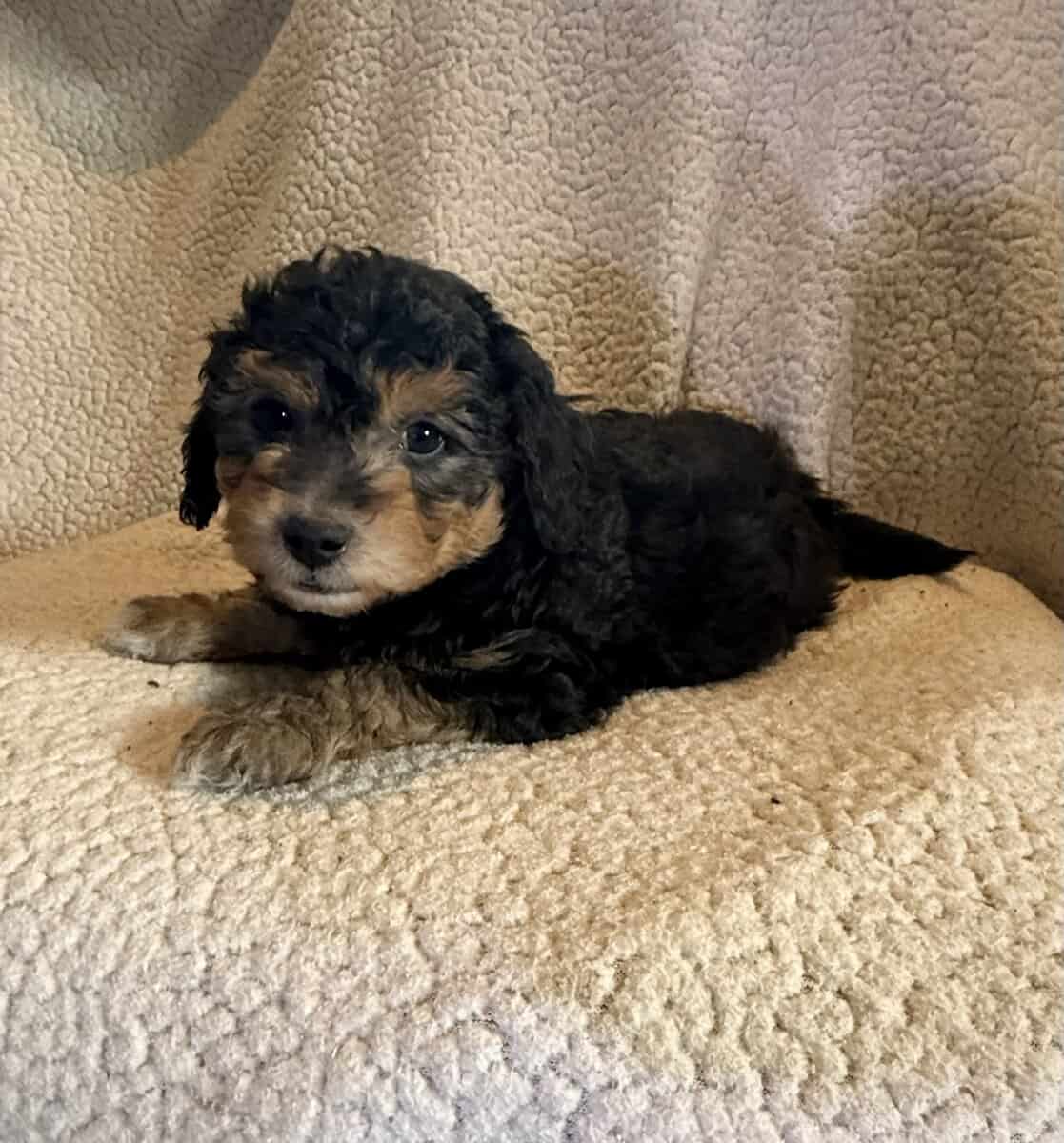 Aussiedoodle image 1