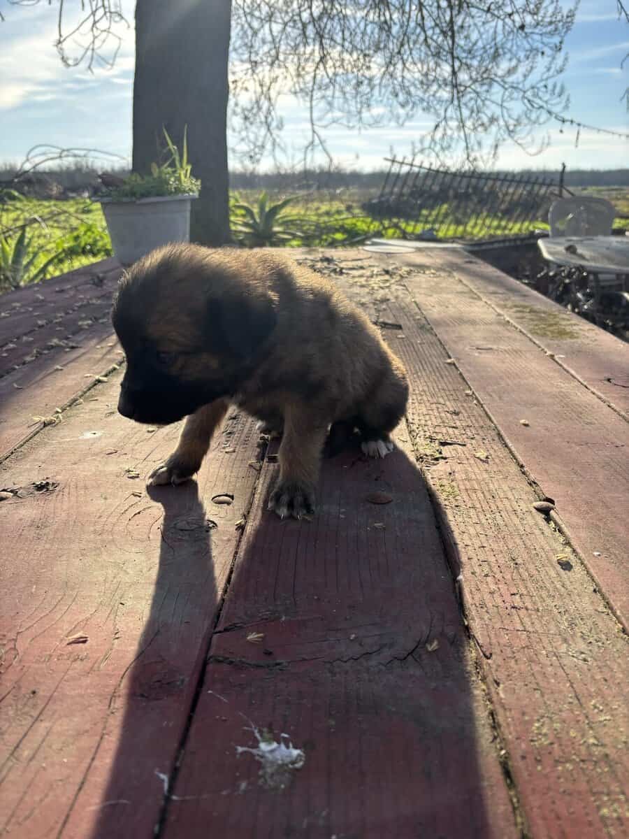 Australian Shepard/Border Collie puppies available image 4