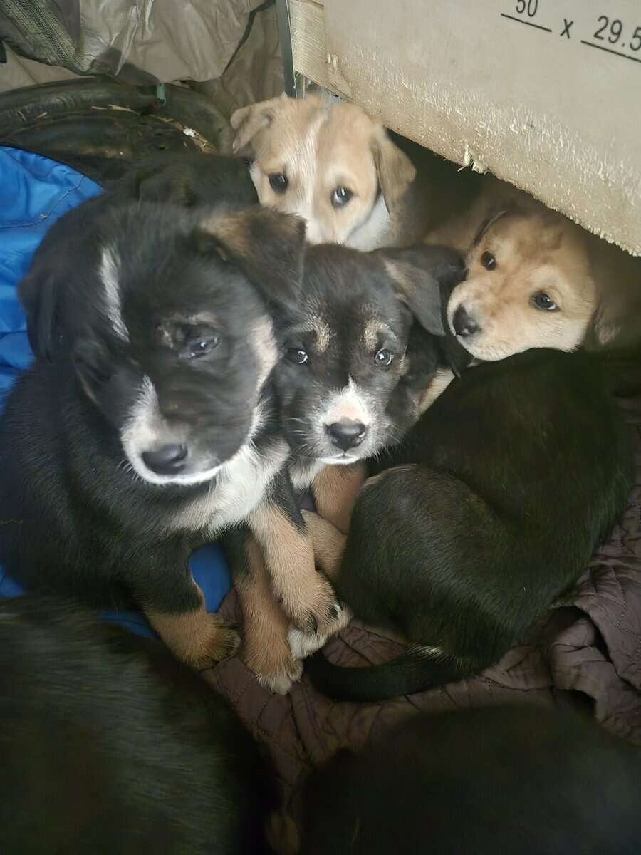 Blue Heeler Mom and German Shepherd Dad puppies image 3