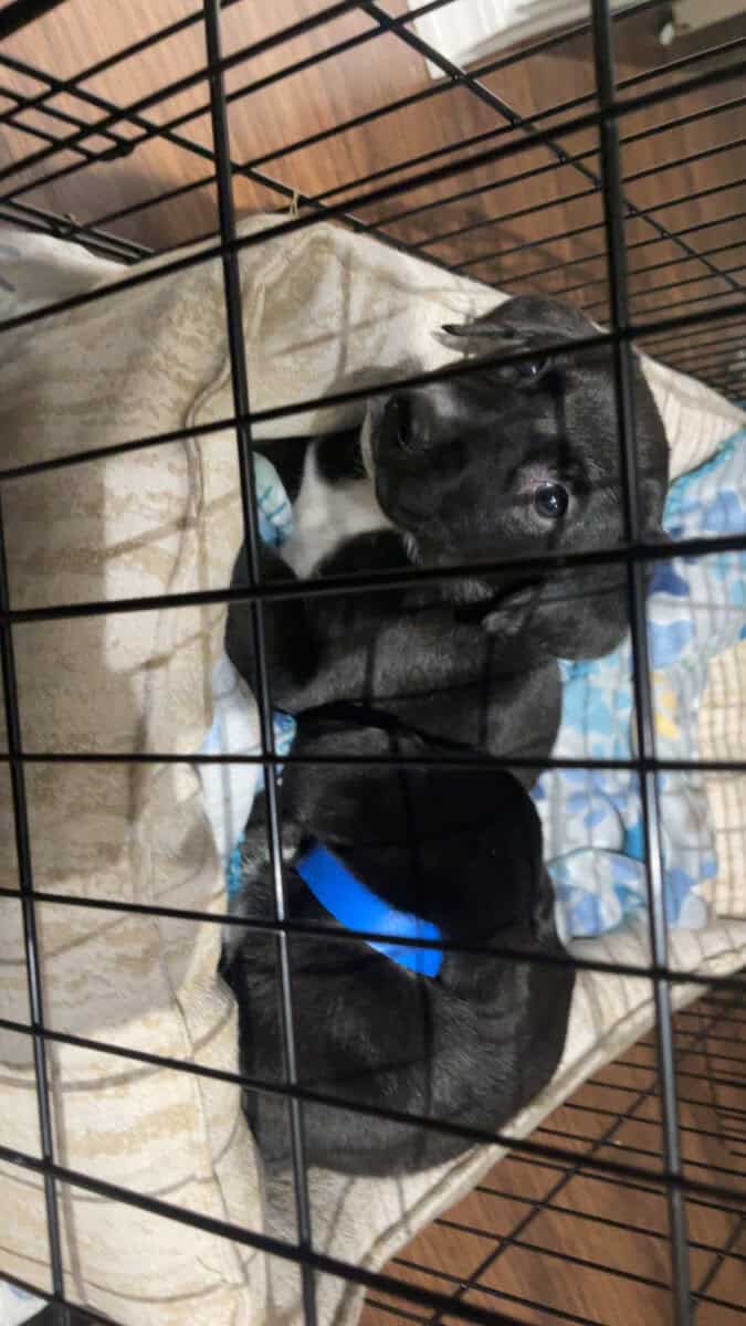Female Puppy Labrador retriever 10 weeks image 5