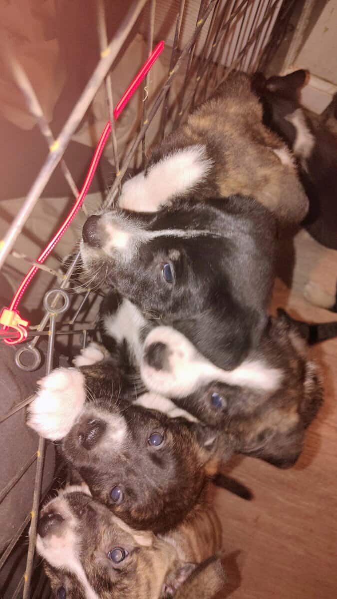 6 puppies image 5
