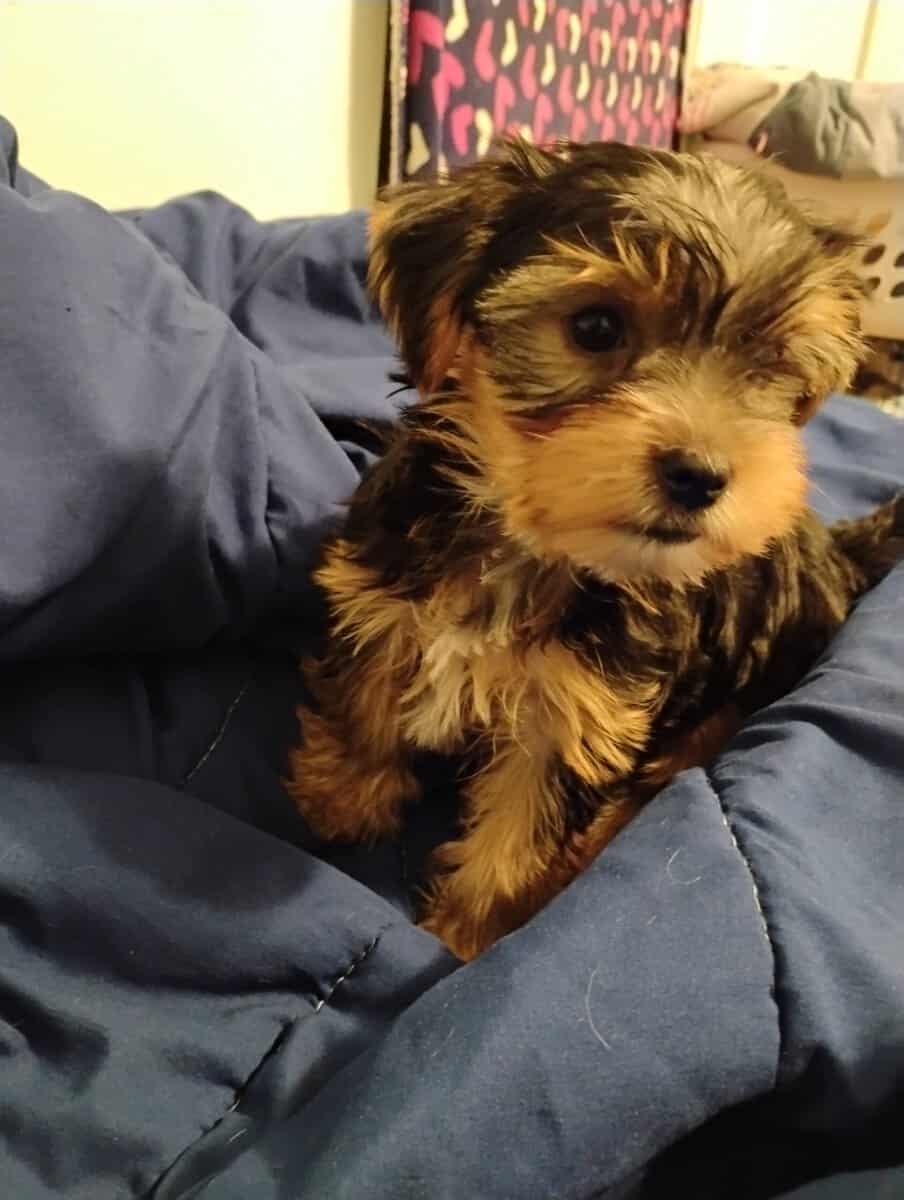 Yorkie puppy image 4