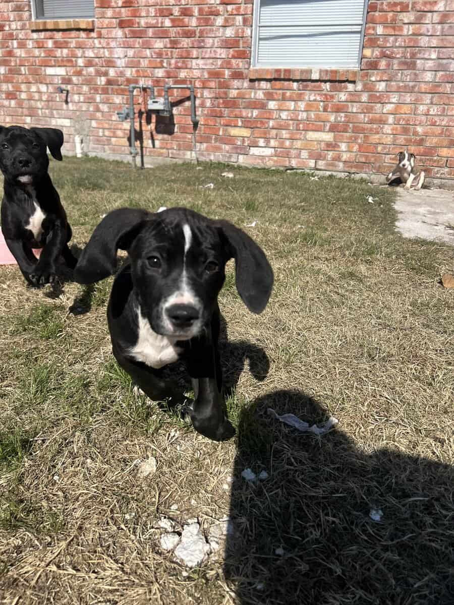 Pit & mix puppies image 5