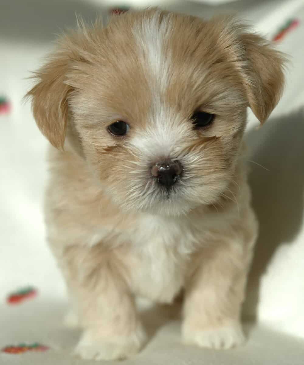 Honey, tiny malshi! image 7