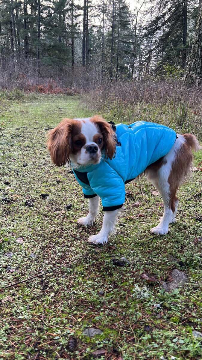 King Charles cavalier image 7