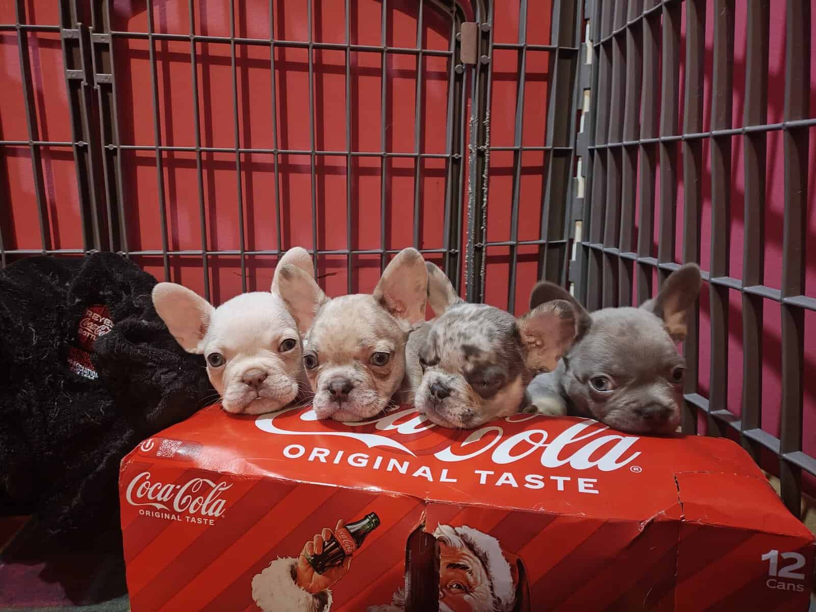 French Bulldog Pups (Quality Blood) image 1