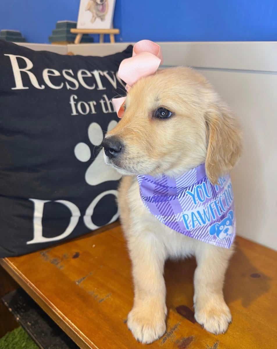 Golden Girl Sugar Seeking Her Forever Home 🐶💛 image 4