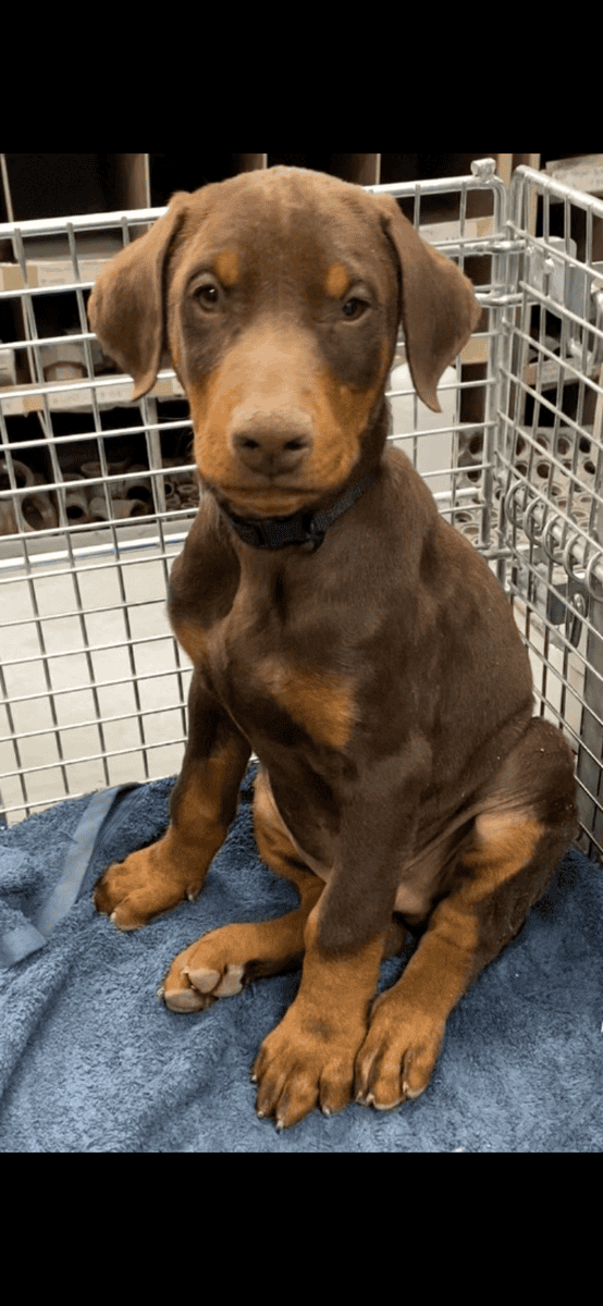 Rehoming Red Doberman Puppies image 2